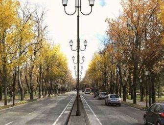 A proposito degli alberi di viale Umberto a Reggio