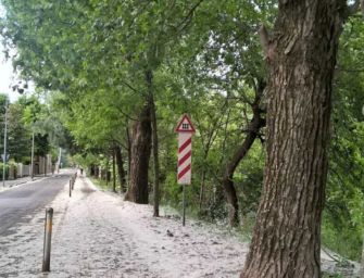 Piumini dei pioppi e Coronavirus