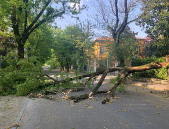 Raffiche di vento forte nella Bassa tra Parma, Reggio e Mantova: anche alberi a terra