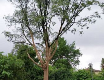 Reggio. Un check degli alberi in città