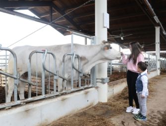 Il 2 giugno riparte Fico