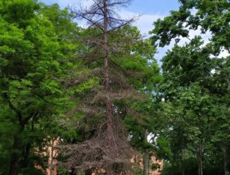 Reggio. Rimosso ai Giardini l’abete che porta il nome di Falcone e Borsellino, verrà sostituito