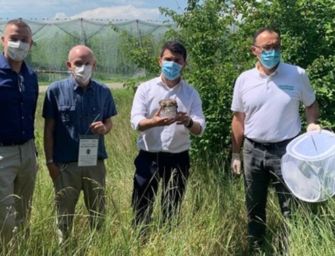 Liberata vespa samurai contro cimice asiatica