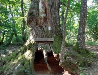 A Toano il monumento è un albero: il Castagno del Partigiano