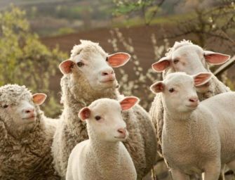 Brescello. Focolaio brucellosi: sequestrate 126 pecore