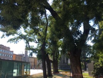 Reggio. Ai Giardini il ramo di sofora ha ceduto per stress causato da temporali