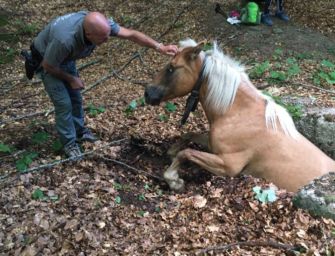 Villa Minozzo. Il cavallo affonda in una voragine, salvato dai soccorsi