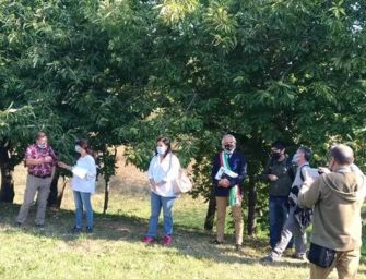 Emilia, castagno custode della montagna