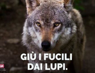 Lupi, Possibile Reggio: no ai fucili, sì alla corretta informazione