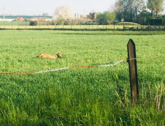 Modena. Incontro sul lupo in pianura: “Fondamentale conoscere l’animale”