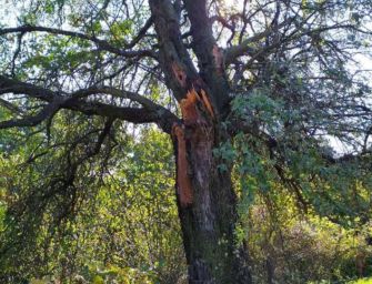 L’azzeruolo di Borzano è a rischio