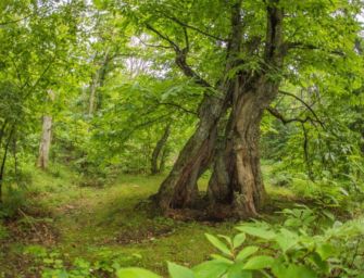 Poranceto, come si salva il castagneto