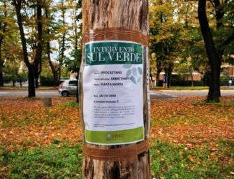 Reggio, giovedì abbattuto un ippocastano secco in viale Umberto