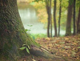 Ambiente, la Giornata nazionale dell’albero