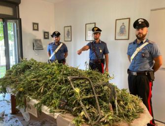 San Polo. Scoperta piantagione di marijuana, denunciato il contadino