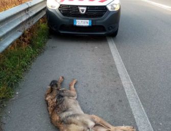 Reggio. Lupa adulta investita in tangenziale, in zona Acque Chiare