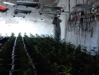 Scoperta una fabbrica della marijuana nella campagna di Poviglio