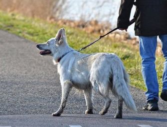 Isolamento? Il cane lo porta a spasso il Comune