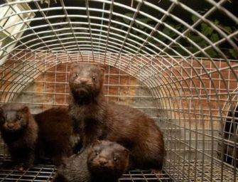 Emilia chiuderà allevamenti di visoni