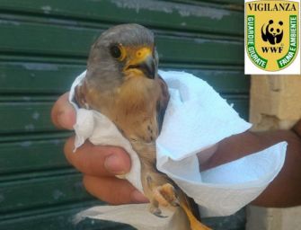 Falco grillaio, 100 nidi sicuri in Pianura padana