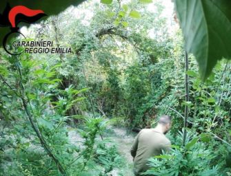San Polo d’Enza. Marijuana coltivata in un bosco, incastrati da foto trappole