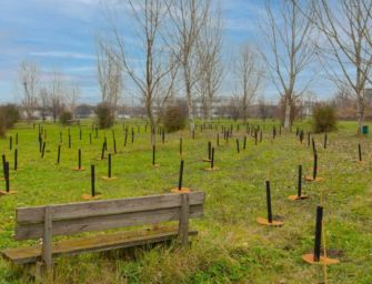 Campagna Mosaico Verde, 850 nuovi alberi a Reggio
