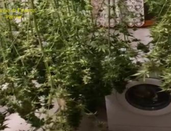 Sequestrate 105 piante di marijuana in un’abitazione di Terenzo: due persone in arresto