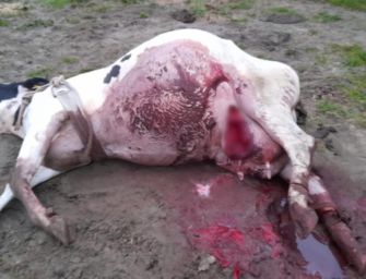 Lupi in pianura, allarme di Fratelli d’Italia a Reggio: “È un’emergenza, servono risposte subito”