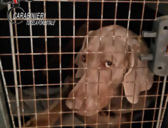 Reggio. Sigilli ad allevamento abusivo di cani