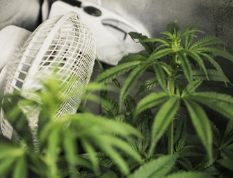 Reggio. Coltiva piante di marijuana nell’armadio di casa, denunciato ragazzo di 21 anni