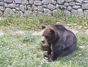 Modena, dal Pettirosso un progetto per il recupero dell’orso bruno