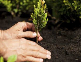 Sono già più di 470mila gli alberi distribuiti gratuitamente in Emilia-Romagna con “Mettiamo radici per il futuro”