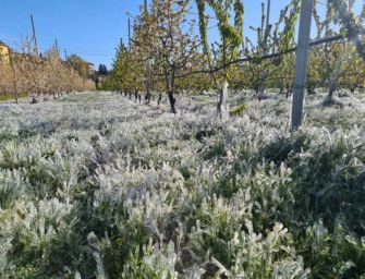 Le gelate, una scure sui raccolti di pere