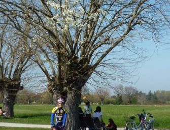 Reggio. Esperimento della natura: 2 ‘gelsiliegi’ alla Reggia di Rivalta