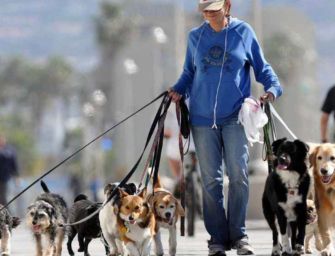 Animali in città, Modena seconda in Italia e la più virtuosa in Emilia