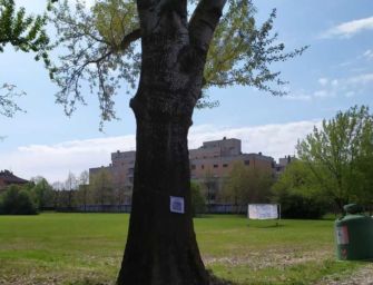 Reggio. Pellini: Parco del Quinzio, queste piante verranno travolte dal cantiere?
