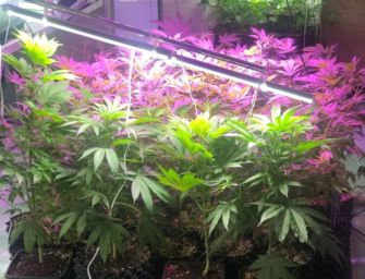 Salsomaggiore Terme. Aveva una serra con 300 piante di canapa nel garage: arrestato