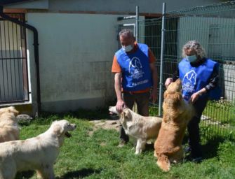 Sequestrati 9 cani Golden Retriever: ora cercano casa