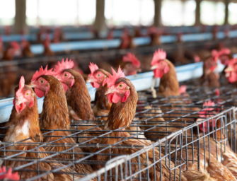 Emilia, stop ad allevamenti in gabbia