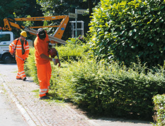 Reggio. Verde pubblico, rimozione di un pioppo e di un piccolo popolamento di conifere
