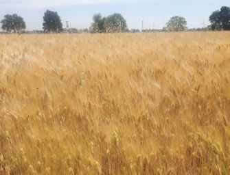 Transizione ecologica e sviluppo rurale, investimenti per 408mln