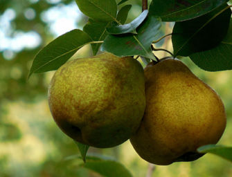 Emilia in campo a difesa della pera Igp