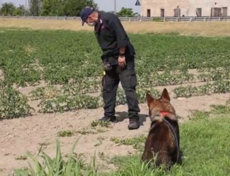 Saman, riprese ricerche a Novellara attorno alla casa della famiglia