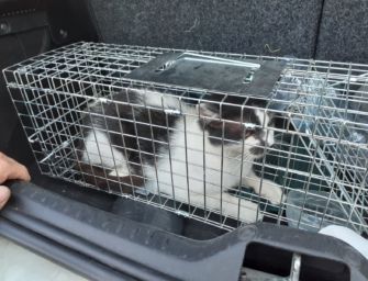 Modena. Salvato il gattino imprigionato sul pilone dell’Alta velocità per 10 giorni