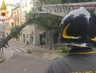 Reggio. Pianta contro un palazzo in Corso Garibaldi: chiusa la strada, rimosso il fusto