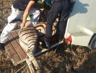 Bibbiano, finita la fuga per la libertà della zebra Achille. L’animale è morto