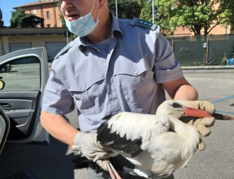 A San Salvatore di Budrio giovane cicogna salvata dalla polizia locale della Città metropolitana di Bologna