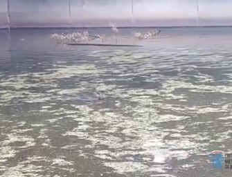 Capriolo cade in una vasca di raccolta e si lamenta disperato, salvato