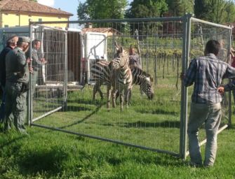 Reggio. Polizia alla ricerca della zebra
