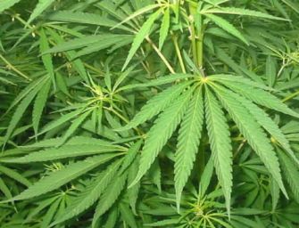 Farmaci alla cannabis, in regione trattati 2.718 pazienti